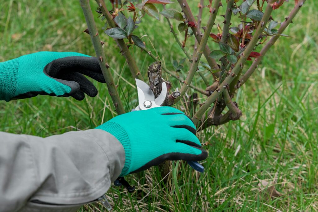Hand with gardener scissors is pruning rose branch.